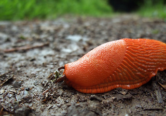 Image showing red slug on the ground