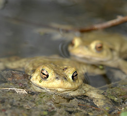 Image showing common toads in a pond