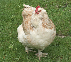Image showing light brown chicken on green grass