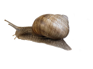 Image showing backside of a grapevine snail