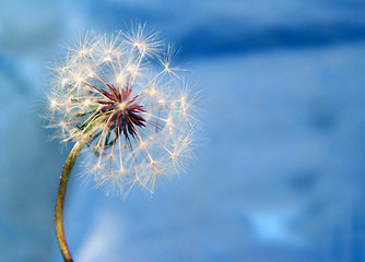 Image showing A Dandelion Against The Blue Background