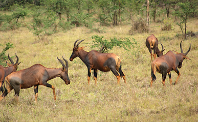 Image showing Common Tsessebe in Uganda