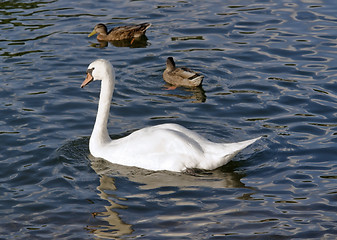 Image showing swan and ducks on water surface