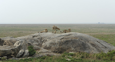 Image showing three Cheetahs in the savannah