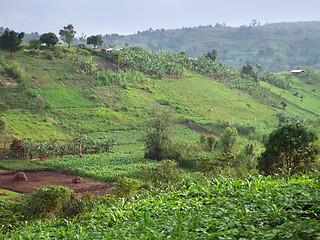 Image showing agricultural scenery near Rwenzori Mountains