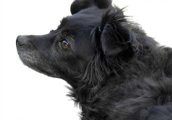 Image showing sideways black dog portrait