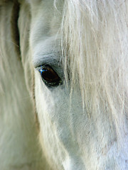 Image showing Horse eye