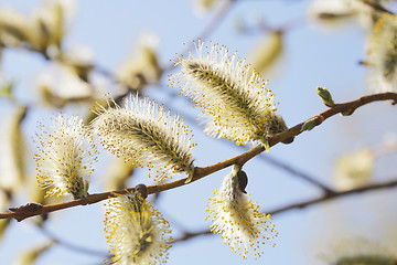 Image showing Willow Catkins