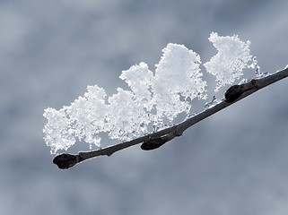 Image showing Melting Snow