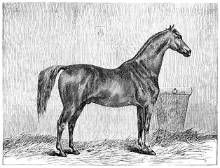 Image showing English Thoroughbred Horse