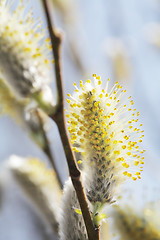 Image showing Willow Catkins