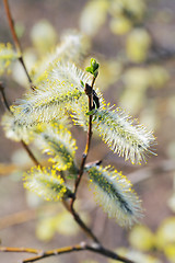 Image showing Willow Catkins