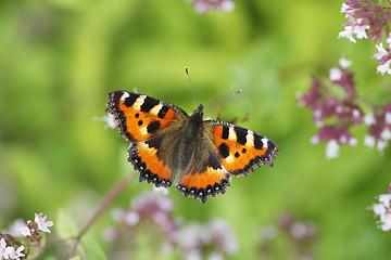 Image showing Small Tortoiseshell Butterfly