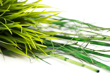 Image showing Grass and bamboo