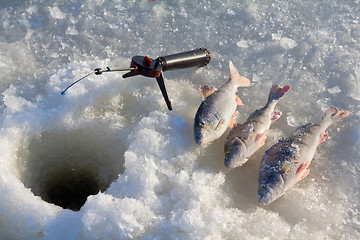 Image showing perch fishing 6