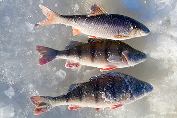 Image showing perch fishing 3