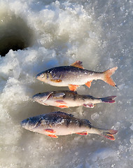 Image showing perch fishing 5