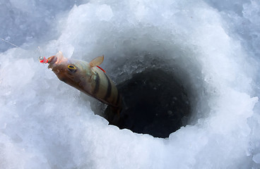 Image showing perch fishing