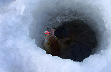 Image showing perch fishing 2