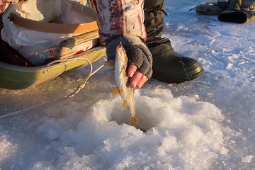 Image showing roach fishing