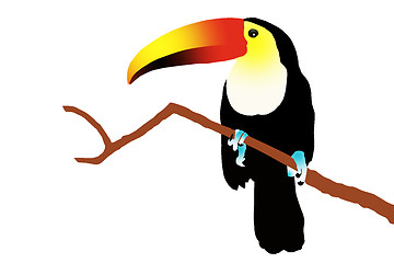 Image showing Toucan