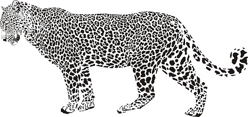 Image showing Leopard