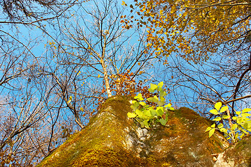 Image showing Autumn forest