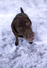 Image showing dog on the snow