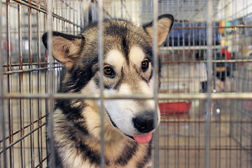 Image showing Alaskan Malamute in kennel