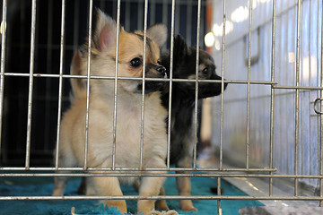 Image showing puppies chihuahua in kennel