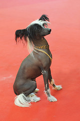 Image showing Chinese Crested Dog