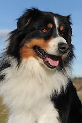 Image showing australian shepherd