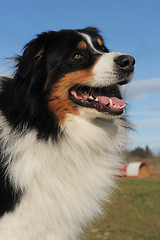 Image showing australian shepherd