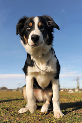 Image showing border collie