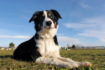 Image showing border collie