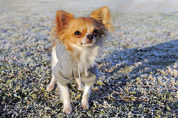 Image showing dressed chihuahua in winter