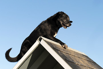 Image showing old labrador retriever in agility