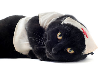 Image showing doctor cat