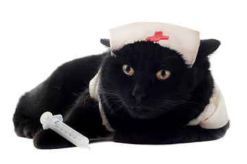 Image showing doctor cat