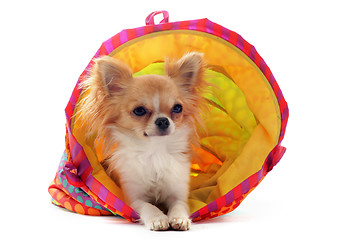 Image showing chihuahua in a colorful bed