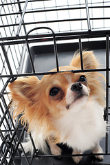 Image showing chihuahua in kennel