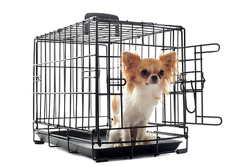 Image showing chihuahua in kennel