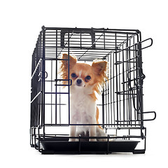 Image showing chihuahua in kennel