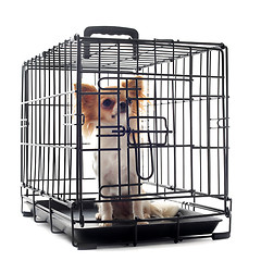 Image showing chihuahua in kennel