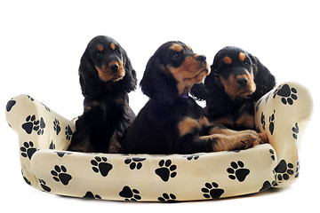 Image showing puppies english cocker