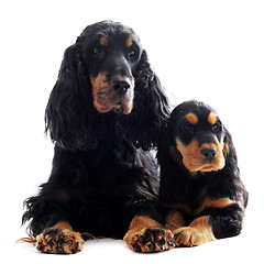 Image showing puppy and adult english cocker