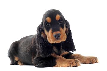 Image showing puppy english cocker