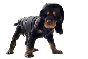 Image showing dressed cocker spaniel