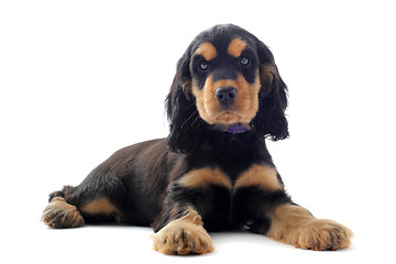 Image showing puppy english cocker