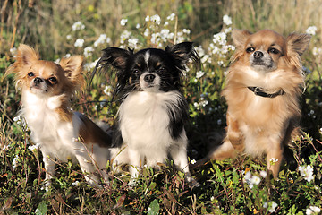 Image showing three chihuahua